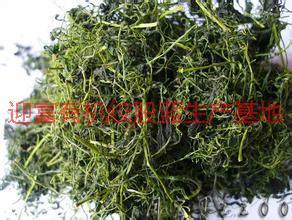 絞股藍(lán)龍須廠家圖片