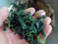 供應福建七葉甜味絞股藍供應商