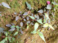 供應(yīng)*風(fēng)柜斗草,*風(fēng)柜斗草批發(fā),*風(fēng)柜斗草商家,風(fēng)柜斗草價(jià)格