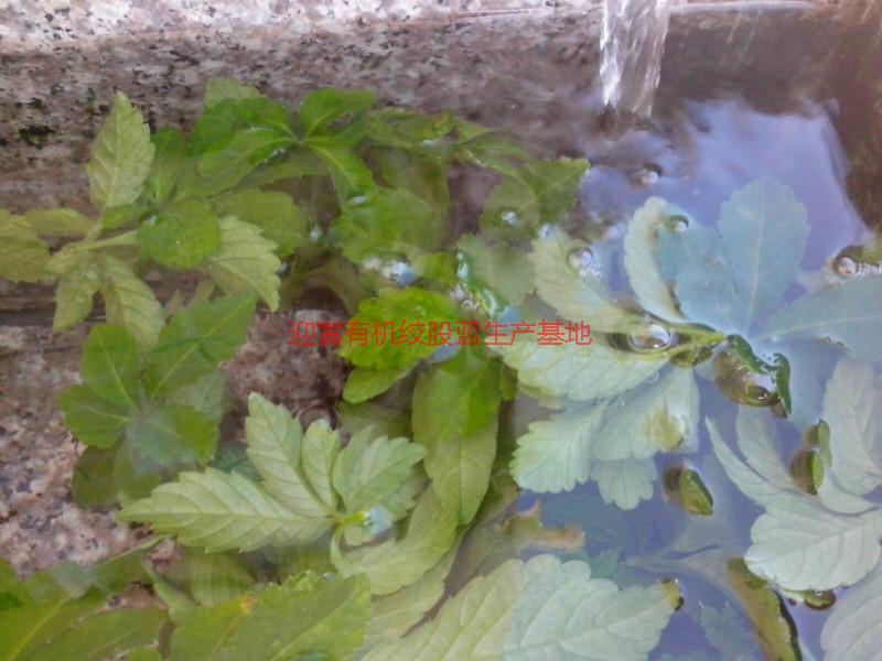 供應(yīng)優(yōu)質(zhì)富硒絞股藍(lán)生產(chǎn)供應(yīng)商。優(yōu)質(zhì)富硒絞股藍(lán)生產(chǎn)