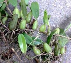 石橄欖圖片/石橄欖樣板圖 (2)