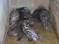 供應(yīng)迎富*，迎富*基地，迎富*公司