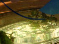 供應(yīng)龍須絞股藍(lán)茶廠家供應(yīng)，龍須絞股藍(lán)茶廠家供應(yīng)價格