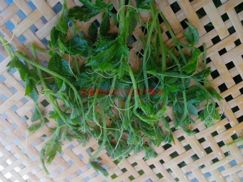 供應(yīng)富硒絞股藍(lán)茶葉供應(yīng)，富硒絞股藍(lán)茶葉供應(yīng)商