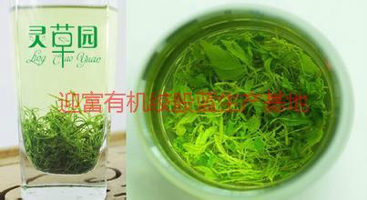 北京龍須絞股藍(lán)圖片