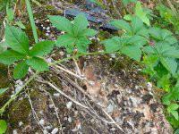 優(yōu)質(zhì)甘味絞股藍(lán)茶葉那里最好圖片