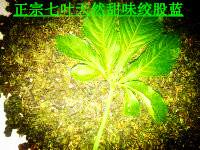 供應(yīng)*絞股藍茶供應(yīng)商電話，*絞股藍茶廠家供應(yīng)