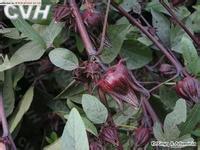 花果茶圖片/花果茶樣板圖 (3)