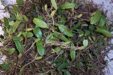 野生石橄欖批發(fā)廠家圖片