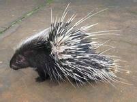 供應(yīng)迎富*，迎富*基地，迎富*公司