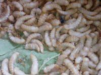 石蛙圖片/石蛙樣板圖 (2)