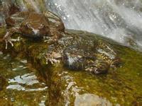 石蛙多少錢一斤圖片