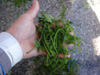 供應(yīng)綠色無公害龍須絞股藍(lán)