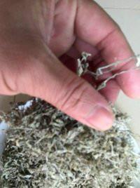 龍須苦甘露生產(chǎn)圖片