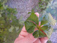 供應(yīng)七葉絞股藍(lán)茶葉產(chǎn)地批發(fā)價(jià)格，*七葉絞股藍(lán)產(chǎn)地批發(fā)價(jià)格