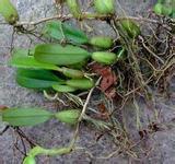 供應(yīng)石橄欖廠家批發(fā),石橄欖批發(fā)廠家,石橄欖批發(fā),石橄欖批發(fā)商,石橄欖