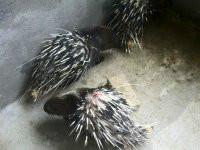 供應(yīng)*廠家直銷，*廠家直銷價(jià)格，*廠家直銷電話