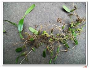 供應(yīng)優(yōu)質(zhì)*石橄欖一斤多少錢,優(yōu)質(zhì)石橄欖供應(yīng)商,優(yōu)質(zhì)石橄欖供應(yīng)商電話