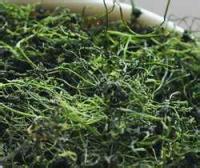 供應(yīng)*富硒絞股藍，*富硒絞股藍茶，*富硒絞股藍茶葉