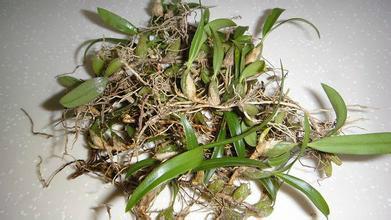 優(yōu)質(zhì)石橄欖那里最好圖片