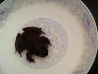 供應(yīng)迎富*石蛙，迎富*石蛙養(yǎng)殖，迎富*石蛙養(yǎng)殖價格