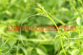 供應(yīng)湖南龍須絞股藍批發(fā)價格