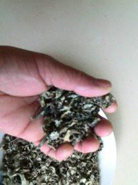 龍須茶供應(yīng)廠家，龍須茶供應(yīng)廠家批發(fā)，龍須茶供應(yīng)廠家批發(fā)價格