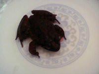 供應原生態(tài)*石蛙廠家供應，原生態(tài)*石蛙廠家供應價格