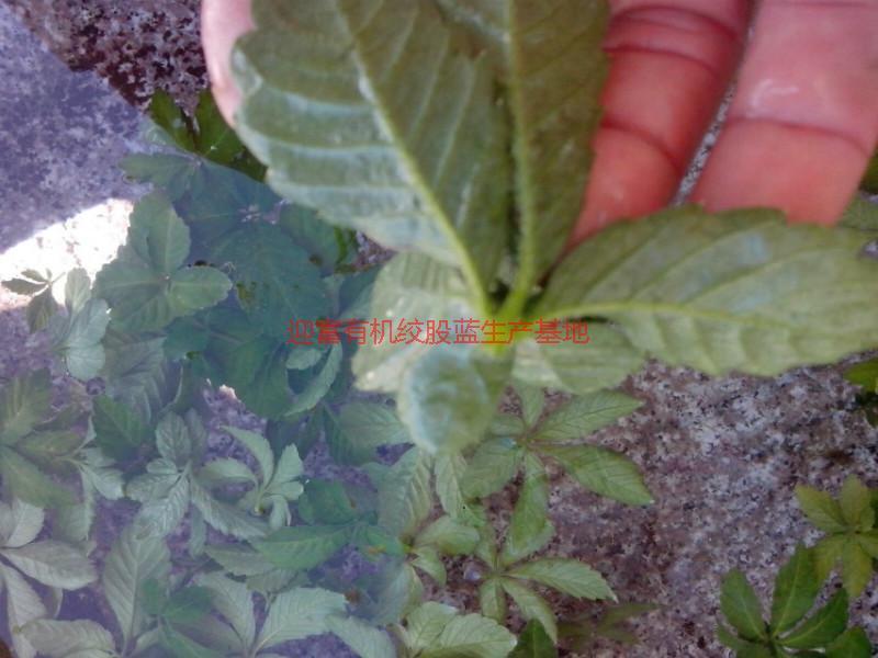 供應無公害絞股藍的功效與作用