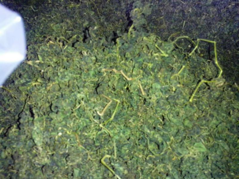 供應(yīng)廈門*七葉絞股藍(lán)