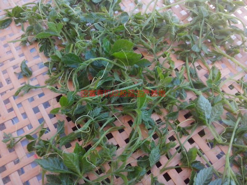 供應(yīng)富硒甘味絞股藍(lán)供應(yīng)商電話，富硒甘味絞股藍(lán)供應(yīng)商批發(fā)價格