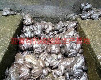 石蛙特種養(yǎng)殖圖片