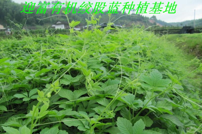 供應(yīng)那里的優(yōu)質(zhì)*絞股藍(lán)*