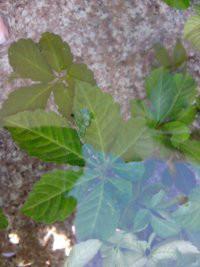 龍須絞股藍(lán)批發(fā)價格圖片