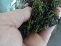 供應(yīng)*無公害*有機龍須絞股藍