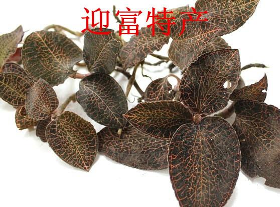 純天然野生金線蓮供應(yīng)商電話圖片