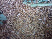 石蛙特種養(yǎng)殖圖片/石蛙特種養(yǎng)殖樣板圖 (2)