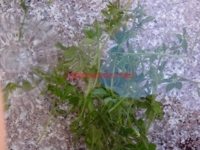 供應(yīng)批發(fā)，批發(fā)絞股藍(lán)，批發(fā)*絞股藍(lán)，批發(fā)甘味七葉膽，批發(fā)甜味七葉參