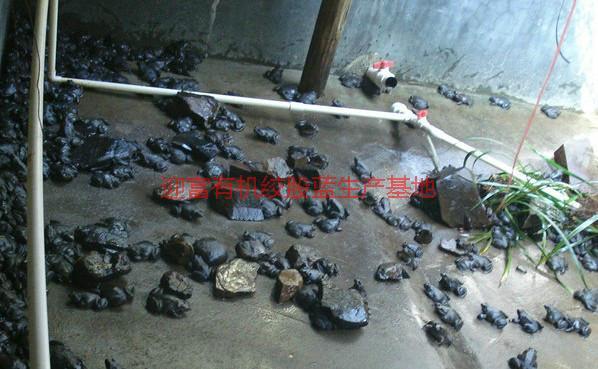 迎富優(yōu)質(zhì)石蛙養(yǎng)殖基地批發(fā)價(jià)格，迎富優(yōu)質(zhì)石蛙養(yǎng)殖基地批發(fā)價(jià)格一斤多少錢