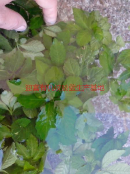 供應(yīng)迎富*無公害*優(yōu)質(zhì)富硒七葉回甘絞股藍(lán)龍須茶生產(chǎn)公司批發(fā)價格