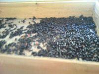 供應(yīng)福建原生態(tài)石蛙養(yǎng)殖廠家批發(fā)價(jià)格一斤多少錢