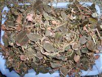 供應(yīng)風(fēng)柜斗草