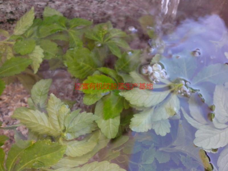 龍須絞股藍茶圖片/龍須絞股藍茶樣板圖 (2)