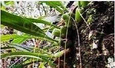 供應(yīng)那里有石橄欖,那里的石橄欖*,那里的石橄欖*,*石橄欖供應(yīng)