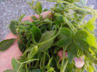 供應(yīng)*無公害*有機龍須絞股藍