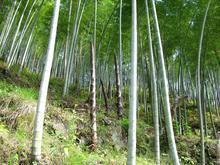 供應(yīng)筍干多少錢一斤,筍干,筍干的功效,筍干供應(yīng)商,筍干供應(yīng)商電話