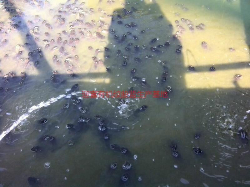 供應(yīng)廈門石蛙廠家，廈門石蛙廠家電話，廈門石蛙廠家批發(fā)價格