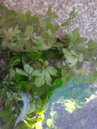 供應(yīng)*無公害*有機龍須絞股藍