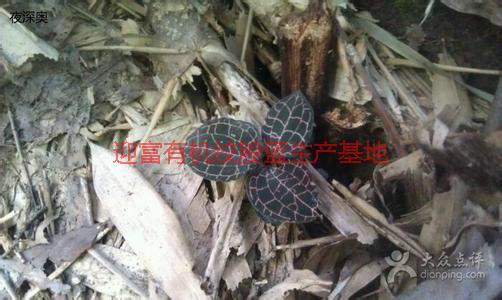 供應(yīng)*野生金線蓮廠家電話，*野生金線蓮那里*