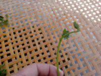 供應(yīng)富硒絞股藍(lán)茶葉批發(fā)廠家，富硒絞股藍(lán)茶葉批發(fā)